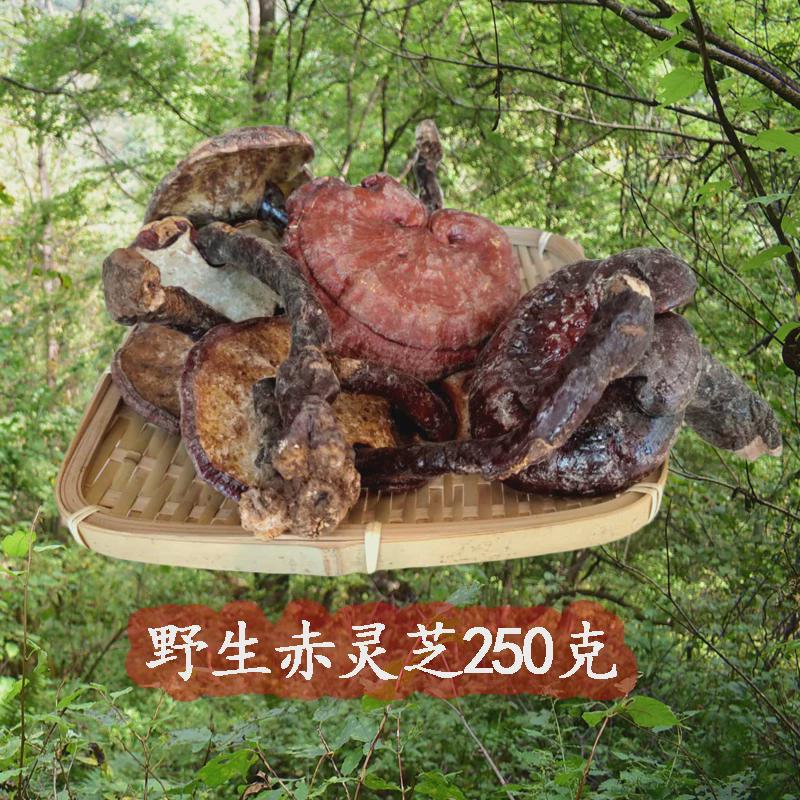 野生赤芝  长白山纯天然林芝 大个正品整枝红灵芝 片250克包邮