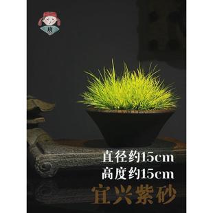 办公室客厅 姬菖蒲日本菖蒲草盆中紫砂宜兴式