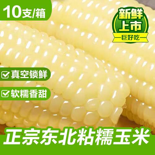 10支东北白糯粘玉米真空袋装新鲜即食黏玉米棒低脂0添加整箱苞谷