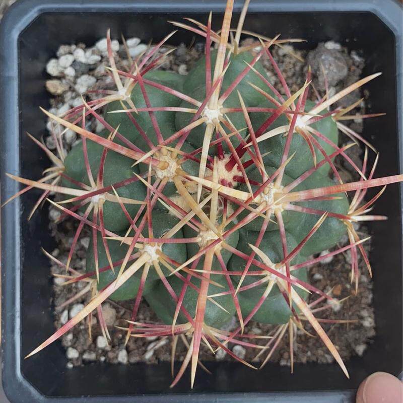 大红鹰自根强刺仙人球直径8厘米开花多肉植物