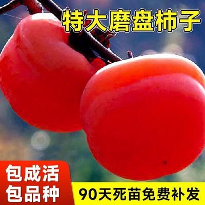磨盘柿子苗树火晶柿子水果树苗脆柿子嫁接当年结果特大南北方种植