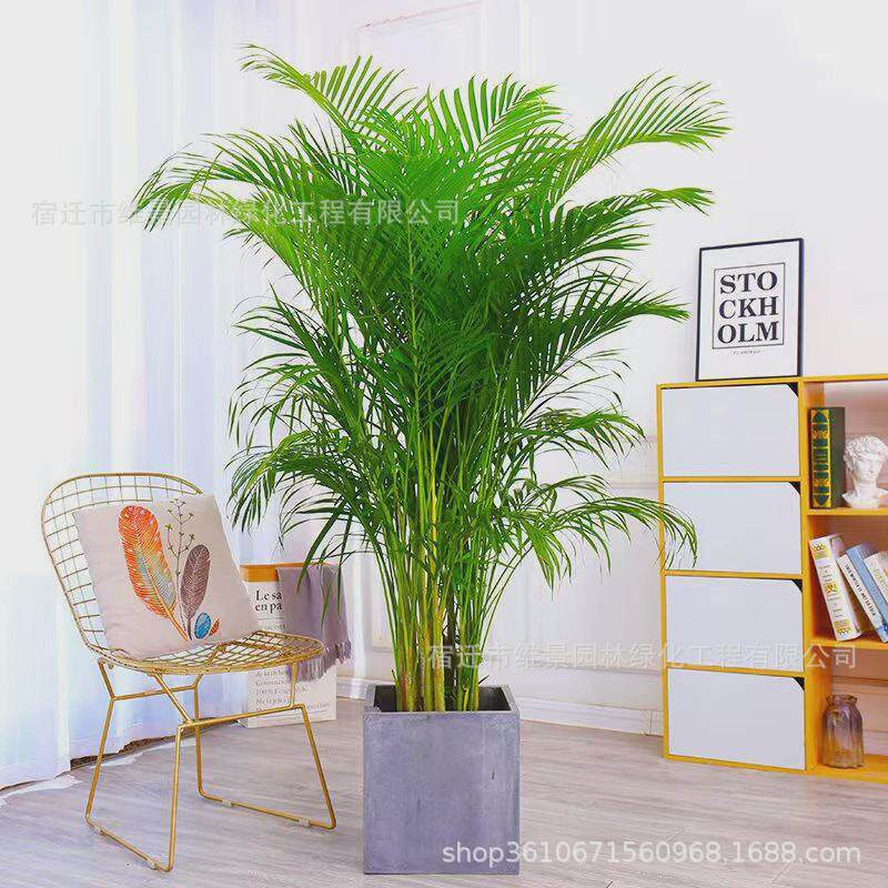 散尾葵绿植大型室内客厅盆栽凤尾竹夏威夷办公室大棵落地网红植物