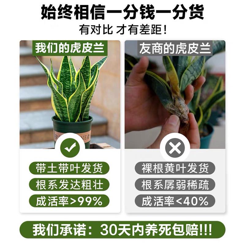 金边虎皮兰盆栽多肉植物花卉办公室吸甲醛绿植四季常青黄金虎皮兰