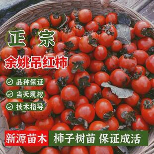 嫁接余姚吊红柿树苗软甜红灯笼迷你小柿子火晶柿子树果苗盆栽地栽