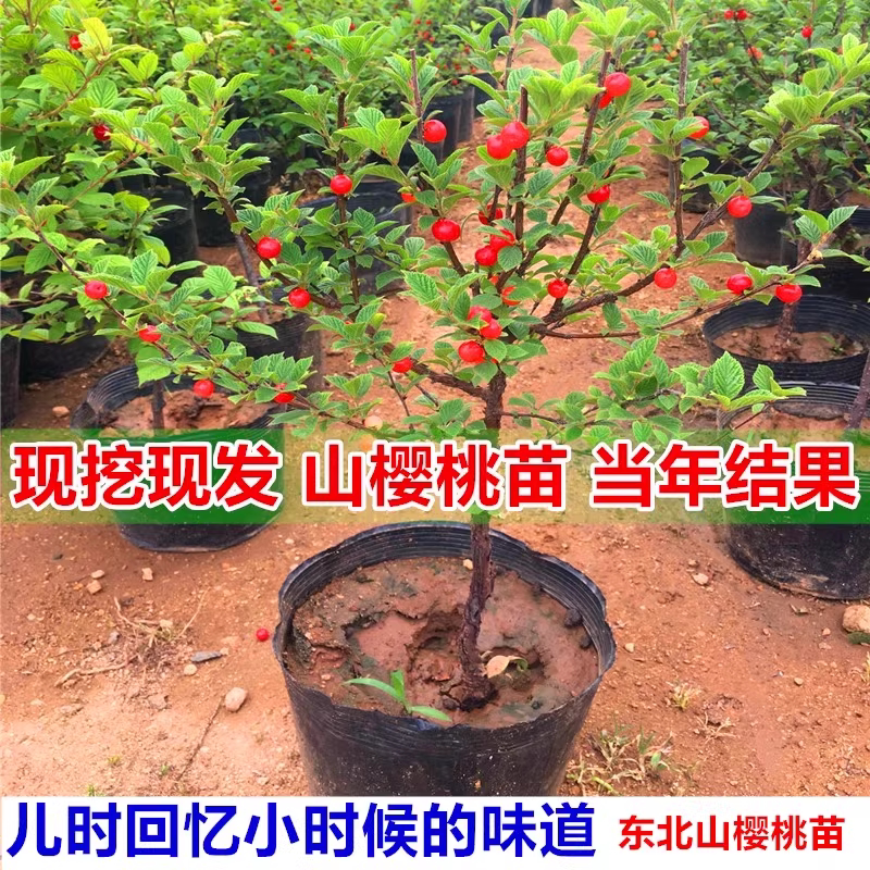 东北野生山樱桃种子山区特产毛樱桃根苗南北庭院园艺花卉简单易活