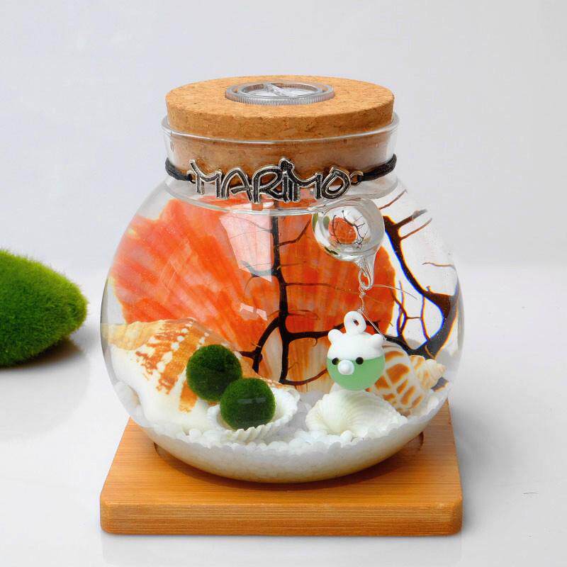 微景观生态瓶幸福版本球多海藻微景观瓶批发提升版生态瓶