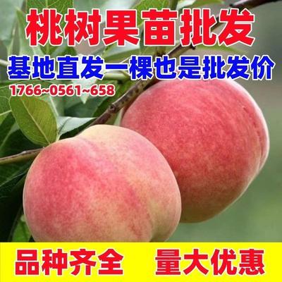 桃树果苗嫁接地栽南北方种植早晚熟特大冬水密红黄桃树苗油桃树苗