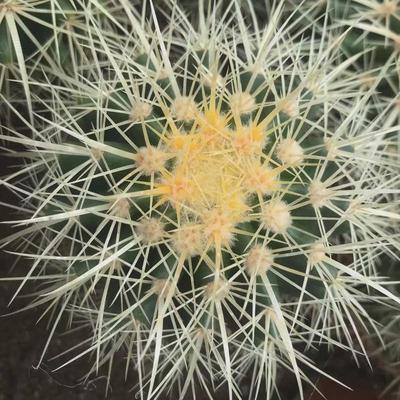 金虎仙人球实生24一件盆基地直发