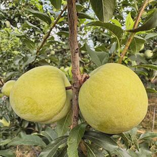 李子树苗三华李果树苗正宗青脆李接嫁当年结果庭院阳台可养常青