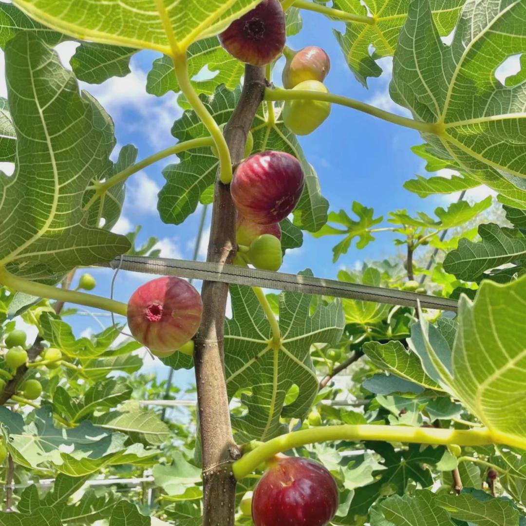特大无花果树果苗带原土波姬红庭院地栽南方北方种植矮化无花果苗