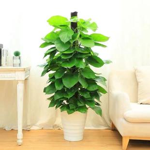 大叶绿萝盆栽室内大型柱办公室绿植花木绿萝绿化