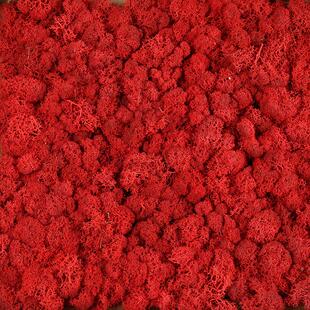 苔藓墙植物墙装饰墙绿苔微景观diy工艺品批发