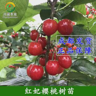 嫁接早熟乌皮樱桃南方黑珍珠红妃大樱桃汶川红灯笼车厘子果树苗木