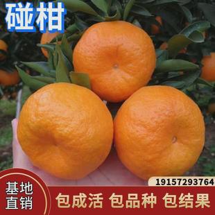 碰柑树苗雪峰椪柑嫁接椪柑苗南北方四季柑桔无核橘子树苗当年结果