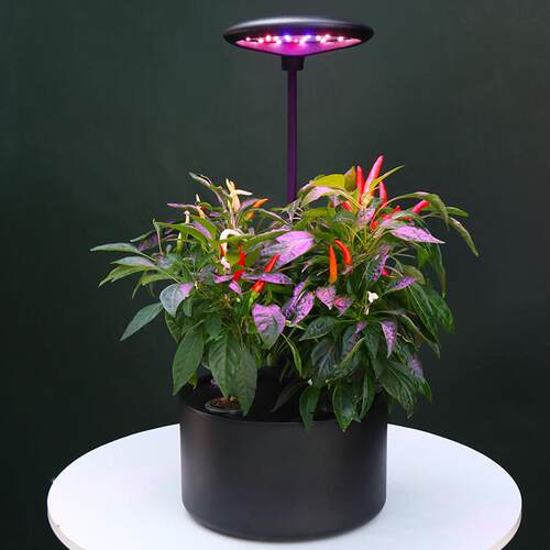 家庭智能种植机室内水培植物蔬菜设备家用无土栽培盆水耕种菜