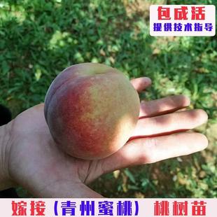 山东青州蜜桃树苗嫁接晚熟冬雪蜜桃树果苗脆甜冬桃果树苗当年结果