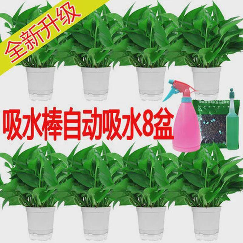 绿萝盆栽室内植物垂吊吸除气味水培花卉绿植盆景长藤新房兰大绿萝
