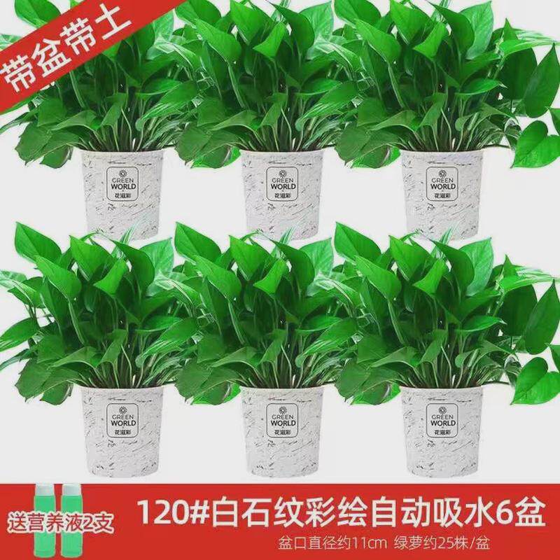 绿萝盆栽室内植物新房吸除气味水培花卉绿植盆景长藤垂吊兰大绿萝