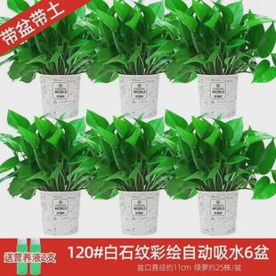 除室内植物新房吸绿萝盆栽气味水培花卉绿植盆景长藤垂吊兰大绿萝