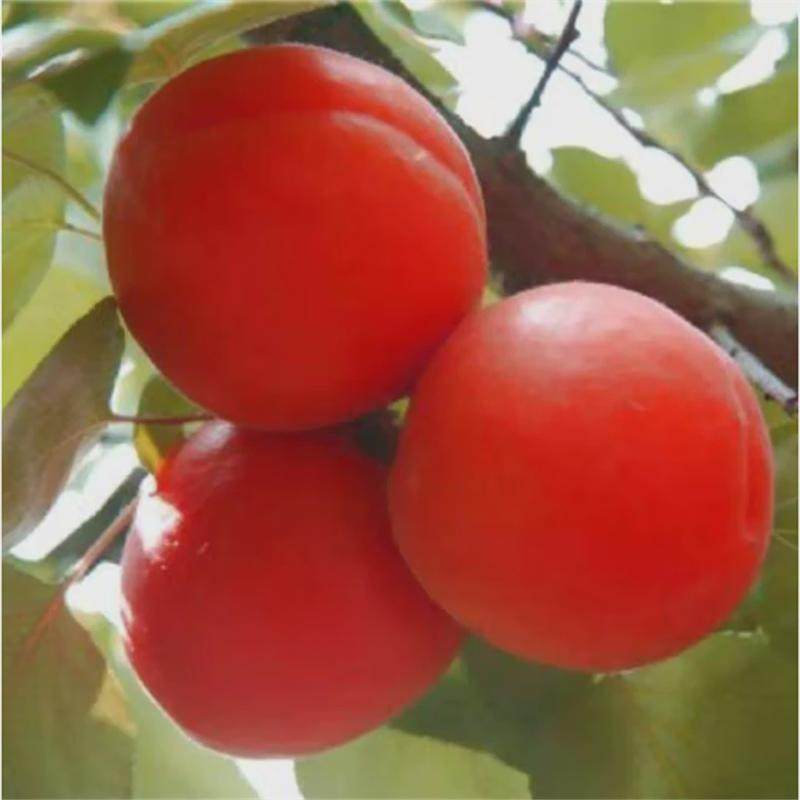 巨蜜王杏苗南北方庭院地栽特大果树果苗盆栽嫁接杏树果苗当年结果