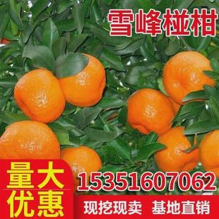 碰柑树苗雪峰椪柑嫁接椪柑苗南北方柑桔子果树苗无核橘子当年结果