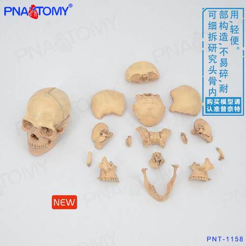 仿真小骷髅头模型颅骨人头骨原色可拆卸15部件美术临摹素描