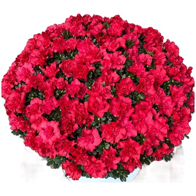 杨梅红杜鹃花花卉盆栽植物室内客厅绿植四季开花好养易活老桩大颗