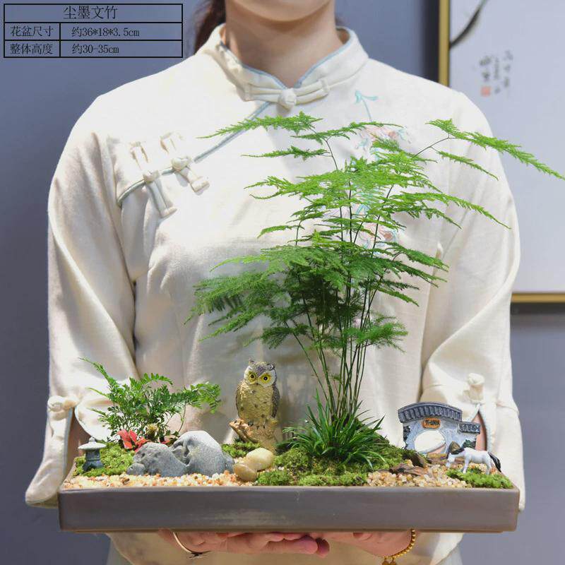 文竹盆栽室内山水绿植禅意盆景苔藓微景观植物办公室茶室观叶盆景,鲜花速递/花卉仿真/绿植园艺,绿植,淘宝优惠券,粉丝福利购,淘宝优惠卷