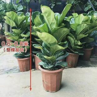 琴叶榕盆栽客厅室内大型绿色植物橡皮树大叶四季好养耐阴小棒棒糖