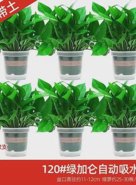 绿萝盆栽室内植物新房吸除气味水培花卉绿植盆景长藤垂吊兰大绿萝