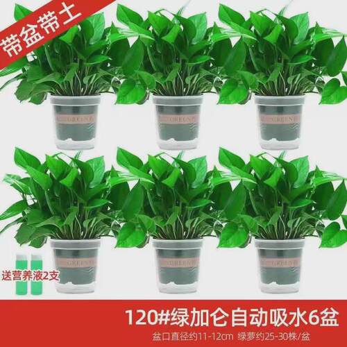 绿萝盆栽室内植物新房吸除气味水培花卉绿植盆景长藤垂吊兰大绿萝