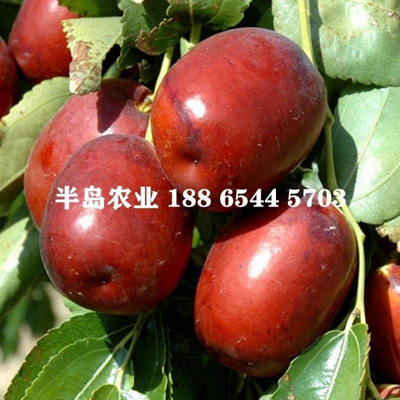 嫁接枣树苗延安狗头枣子大红枣南方北方种植盆栽地栽果树耐寒高产