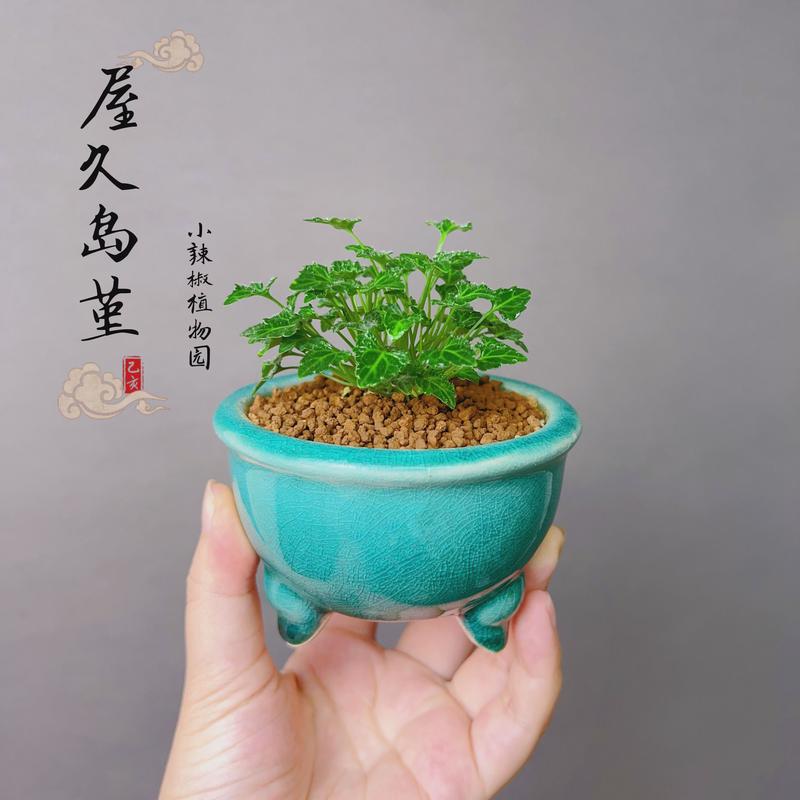 山野草八重山屋久岛堇姬堇菜微型小绿植盆栽盆景素材四季能开花