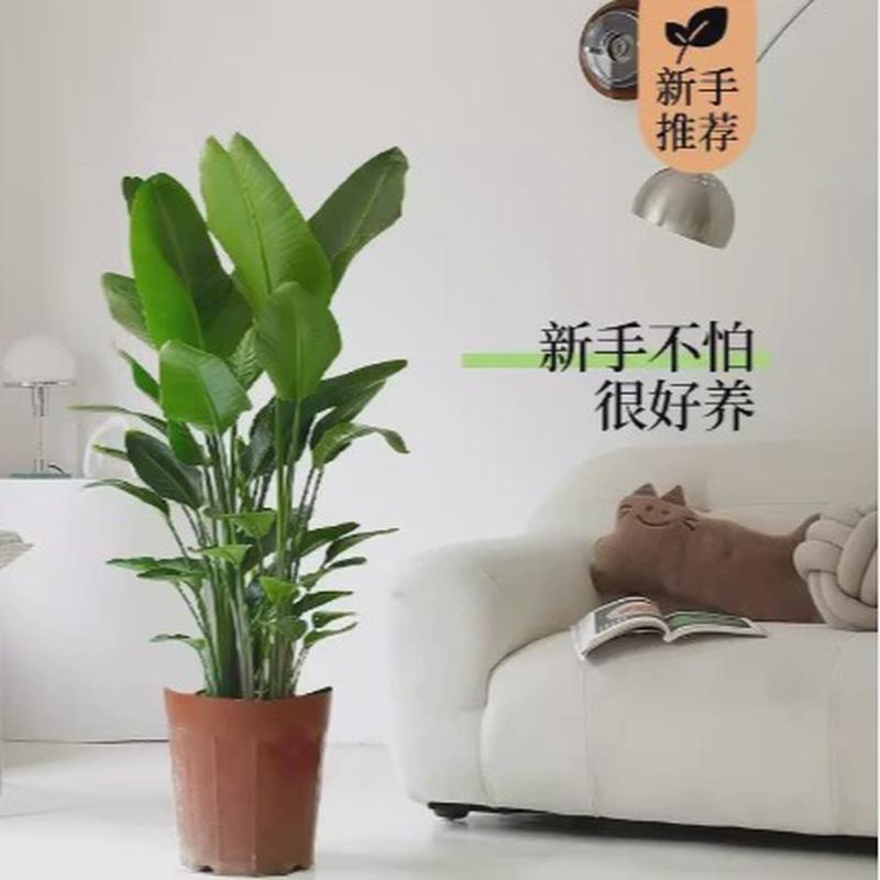 天堂鸟盆栽客厅绿植大型办公室内活好养新房家用大叶植物花鹤望兰