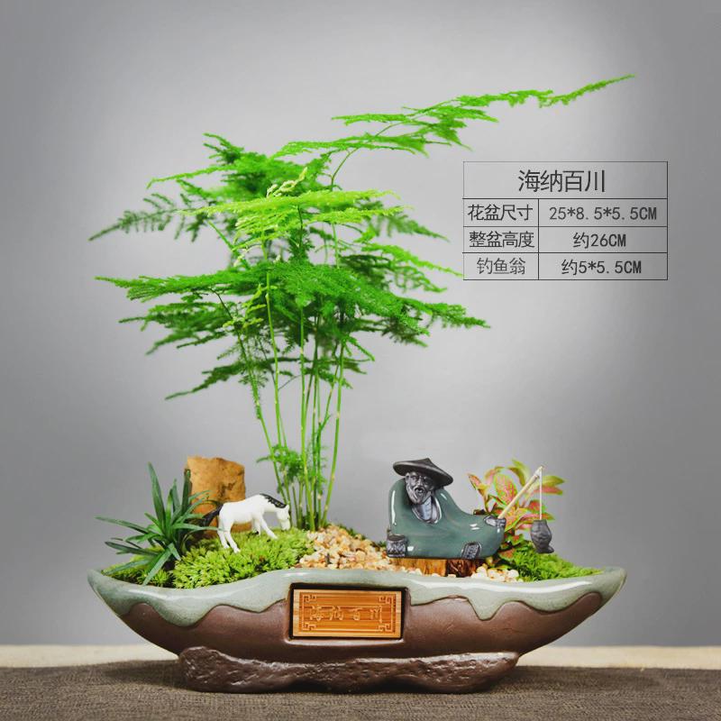 文竹植物盆景大室内盆栽桌面办公桌绿植水培陶瓷装饰摆件中式礼品