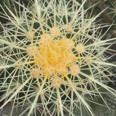 金虎仙人球实生24盆一件基地直发