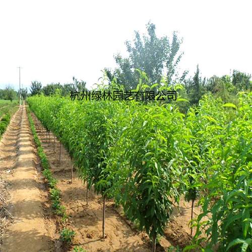 基地承接优质灌木茶花，茶梅等灌木乔木配送，直销绿化工程