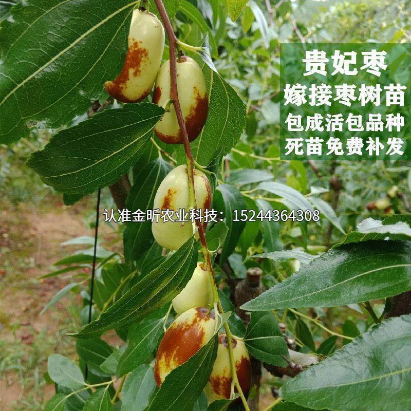 甜枣树苗 贵妃枣苗 嫁接大枣树苗 罗江贵妃枣树苗当年结果树苗