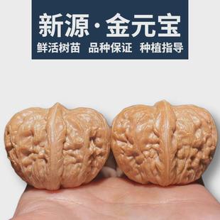 嫁接文玩核桃树苗平谷元宝核桃苗大粗筋狮子头蛤蟆头盆栽地栽种植