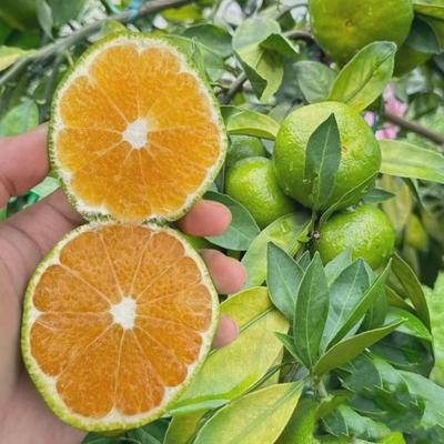 早熟桔子树苗由良柑橘子树苗无籽蜜桔子无核新品种特早青皮橘子苗