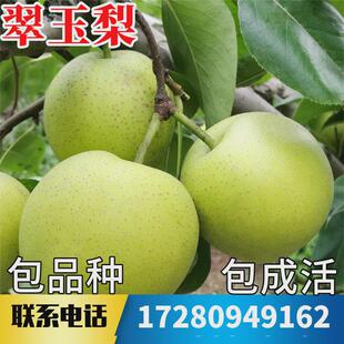 冰糖翠玉梨苗梨树果苗南北方地栽特大果树盆栽嫁接早熟当年结果