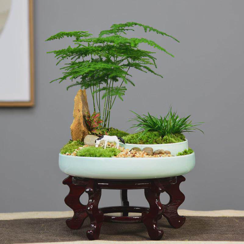 植物室内禅意绿植山水苔藓微景观文竹盆栽办公室茶室四季盆景