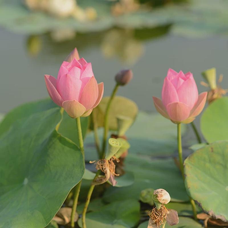 【水芸羞】碗莲乌托邦  小型可微 盆栽阳台花卉 植物观赏荷花种藕