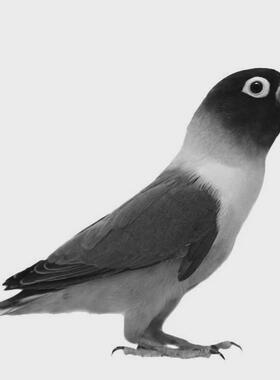 日本creatreef创礁人海背专业水滤缸系列354045方