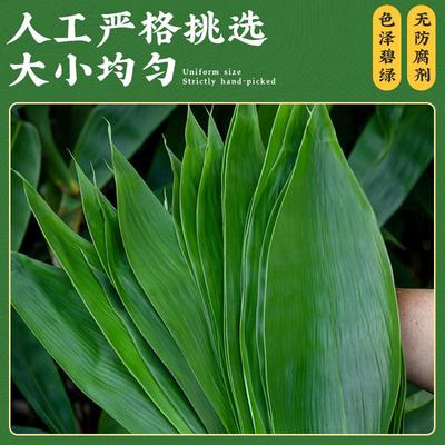 粽叶新鲜粽叶免邮新鲜大100片商用特大箬叶干现摘粽叶批发非芦苇
