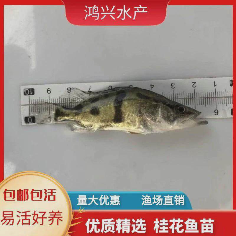 淡水桂花鱼翘嘴桂鱼苗鳜花鱼苗桂花鱼苗鲜活贵鱼苗凶猛路亚季鱼苗
