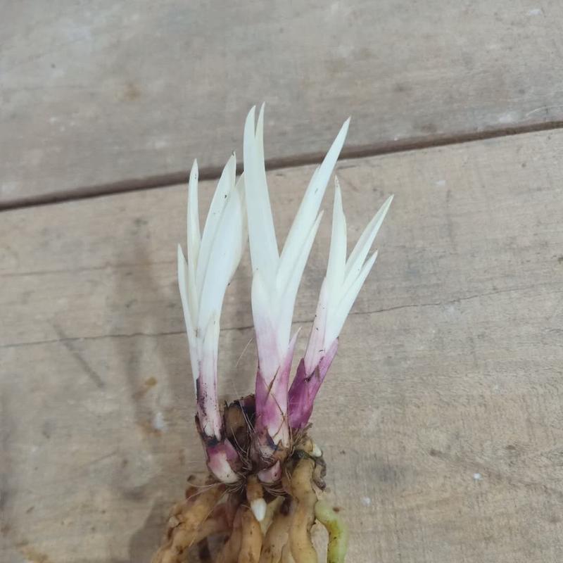 新品兰花 蕙兰矮种 七彩 白叶 镇园之宝 值得收藏