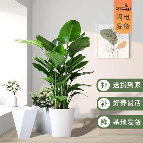 天堂鸟盆栽大大型客厅植物落地真树办公室鹤望兰绿植室内禄植花卉