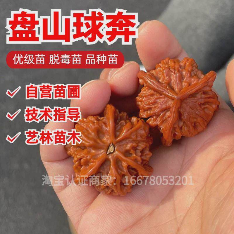 文玩核桃树苗盘山球奔异形三棱正奔麻核桃苗南方北方种植当年结果