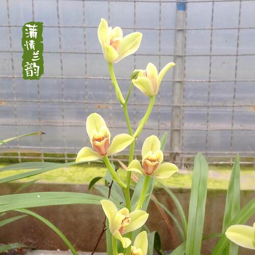 夏皇梅兰花苗建兰八大名品四季兰茶桌带花苞办公桌夏季绿植盆栽